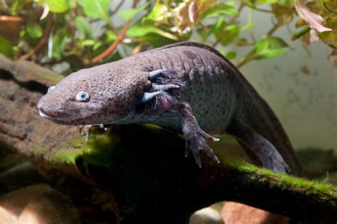 Us Fish And Wildlife Service Lists Two Texas Salamanders As