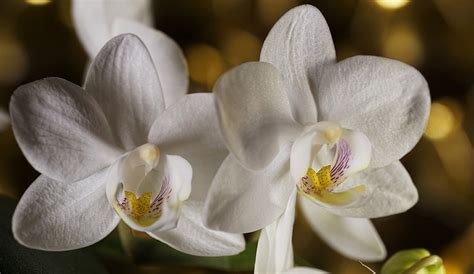 Orchid Flower Meaning Symbolism And Colors