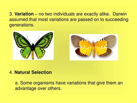 Ppt Theory Of Natural Selection Powerpoint Presentation Free
