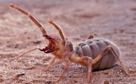 Camel Spider Bite Pictures Facts First Aid And Treatment