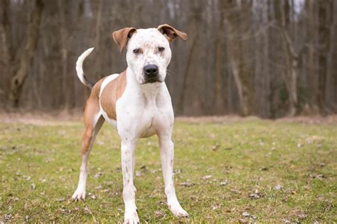 The Catahoula Pit Mix A Mix You Never Heard Of Before
