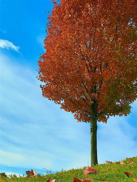Red Maple Tree In Autumn Leaves With Grass And Blue Sky Stock Photo