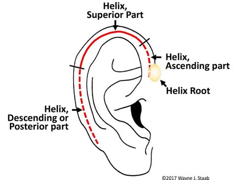 The Human Ear Hearing Health And Technology Matters