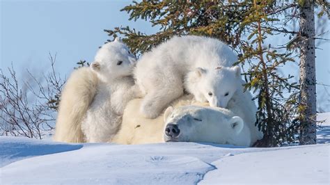 Polar Bears Animals Baby Animals Snow Nature Wallpapers Hd