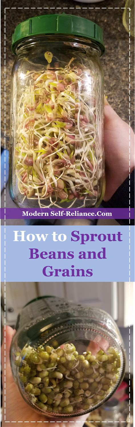How To Sprout Beans And Grains Modern Self Reliance Sprouts Bean