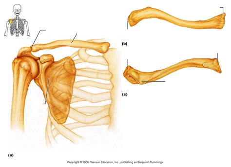 Collar Bone Anatomy