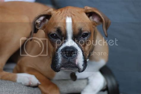 Boxer Hives All Over Head To Toe Boxer Breed Dog Forums