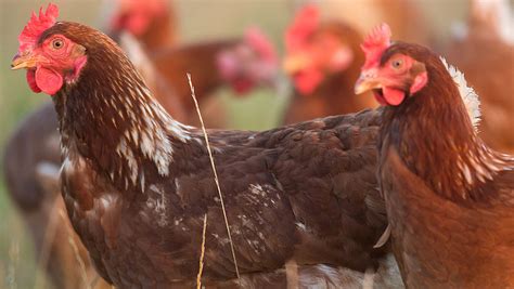 Bfrepa Calls For Representation On Defra Avian Flu Group Farmers Weekly