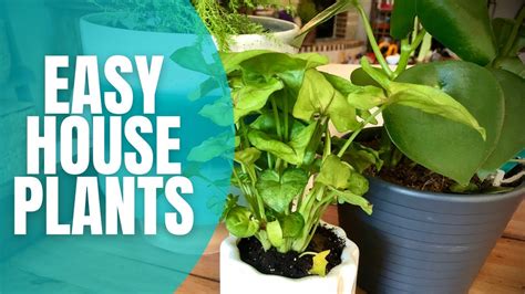 2021 Easy House Plants Decorating With Plants House Plants For