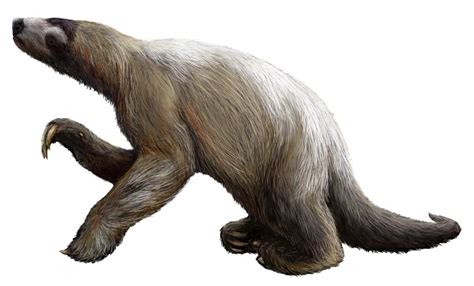 Daily Paleontology Post 78 Giant Ground Sloths Rforsen