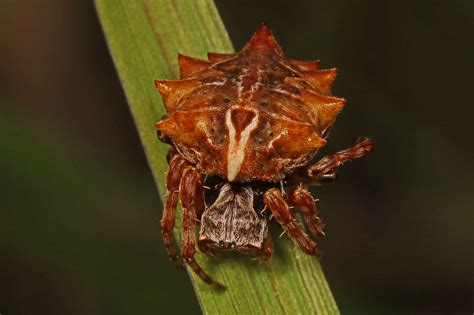 Discover 6 Brown Spiders In Indiana A Z Animals