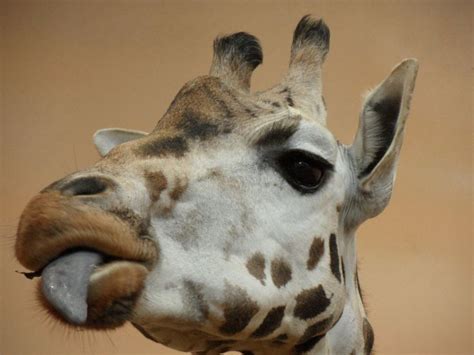 52 Best Images About Giraffe On Pinterest Ba6