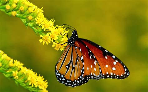 Imagenes De Mariposas Parte 5 ImÁgenes Para Whatsapp ® Y Fotos Para