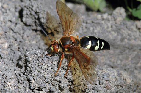 Your Murder Hornet Might Be A Cicada Killer The Drummer And The Wright County Journal Press