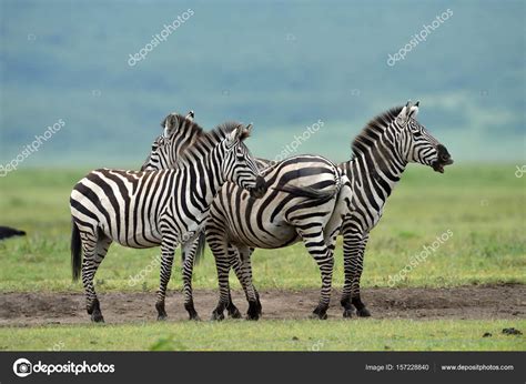 Zebras In Serengeti National Park Stock Photo By ©bereta 157228840