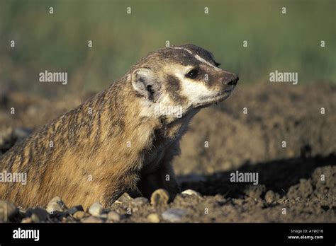 American Badger Taxidea Taxus Digging Hole In Road In Grasslands