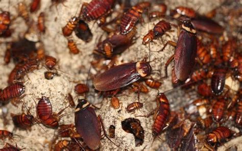 Namun jangan bimbang, kerana kami ada petua berkesan untuk halau dalam artikel kali ini, kami kongsikan kepada anda 12 petua paling halau cicak dari rumah. Dah cuba macam-macam teknik halau lipas, tapi cara ke-5 ...