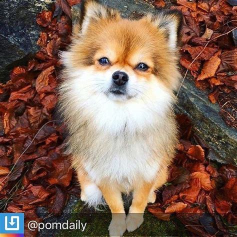 Repostby Pomdaily Doggie Selfie Doglife Doglove Dog Pomeranian