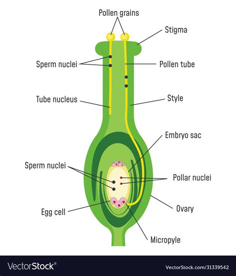 Pollen Germination On Stigma Biology Sexual Vector Image