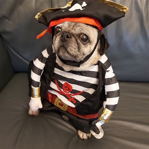 Small Dog Pet Pirate Costume Easter Party Etsy
