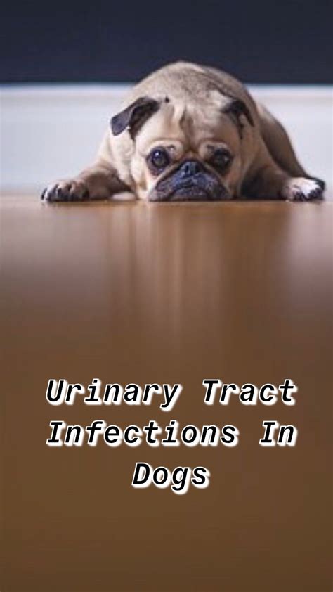 Urinary Tract Infections In Dogs Urinary Tract Infection Urinary