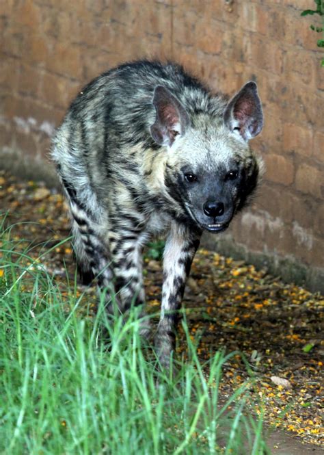 Striped Hyena Hyaena Hyaena Zoochat
