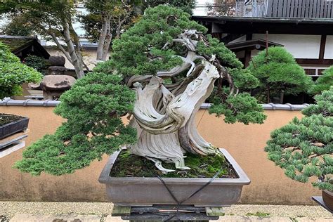 5 Oldest Bonsai Trees In The World Bonsai2u