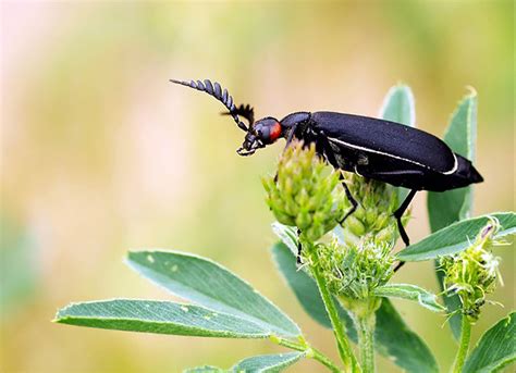 What Puts The Blister Into Blister Beetles