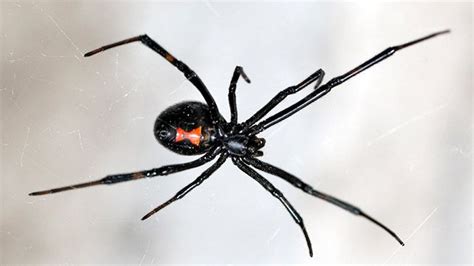 A Black Widow Spider With Red Eyes In Its Web