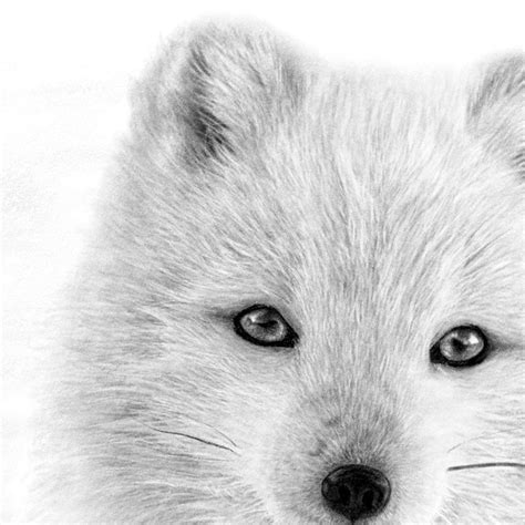 Arctic Fox Art Prints Free Worldwide Shipping — Thethrivingwild