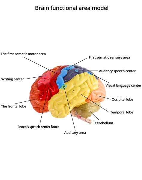Qwork Life Size Human Brain Anatomical Model Color Coded Partitioned