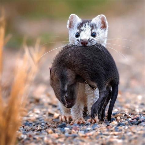 Short Tailed Weasel With Its Muskrat Prey Rnatureismetal