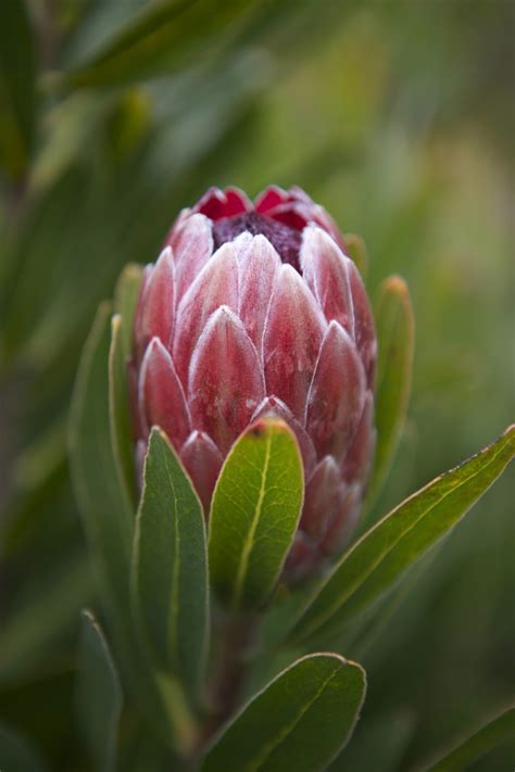Whether you're a landlord or a tenant, proteas gmd got you covered. Proteas - Corbin's Treehouse