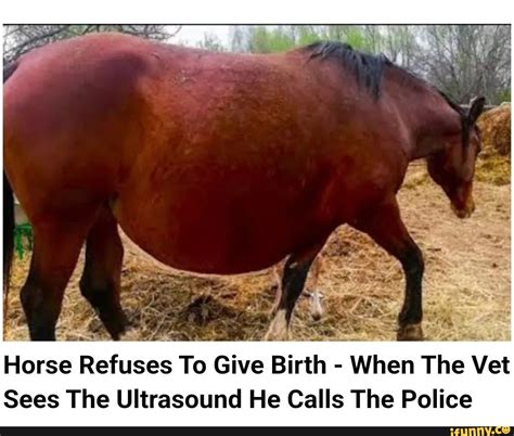 Horse Refuses To Give Birth When The Vet Sees The Ultrasound He Calls
