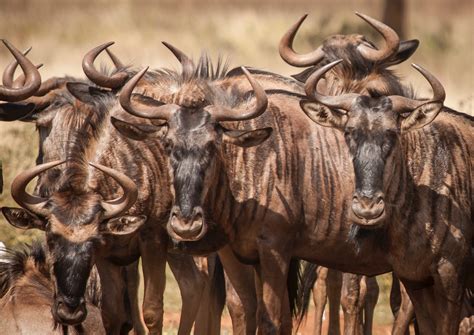 Wildebeests In Africa Visit Africa