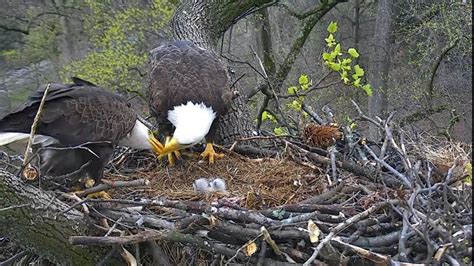Peta Prime Bald Eagles Are Dying And Its Hunters Who Are Killing Them