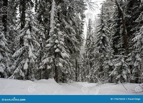 Snow Covered Coniferous White Forest After Night Of Snowfall And A