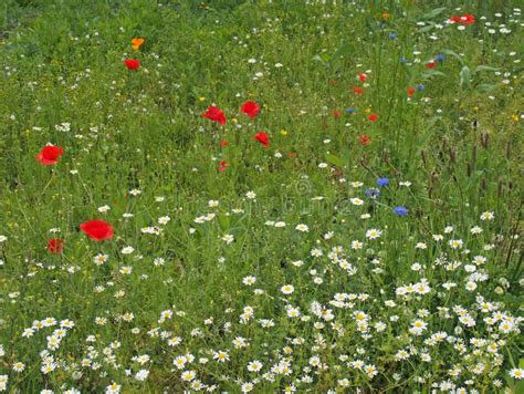 Summer Meadow Full Of Wildflowers With Ox Eye Daisies Cornflowers And