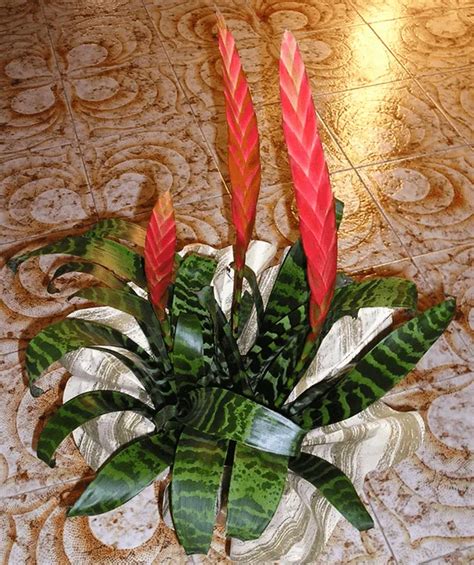 Flaming Sword Plant Care And Growing Basics Water Light Soil