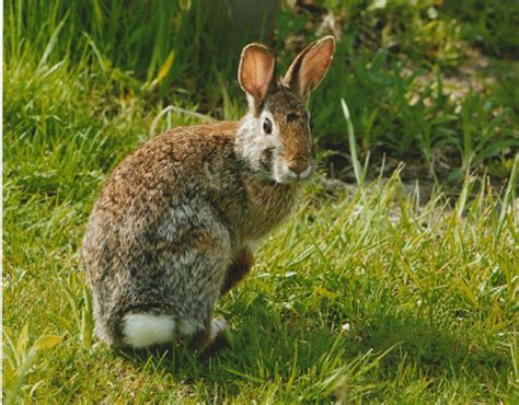 Eastern Cottontail Rabbit