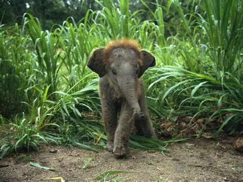 14 Images Of Baby Elephants That Will Put A Big Goofy Smile On Your