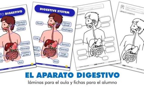 El Aparato Digestivo Recursosep 002 Bilarasa