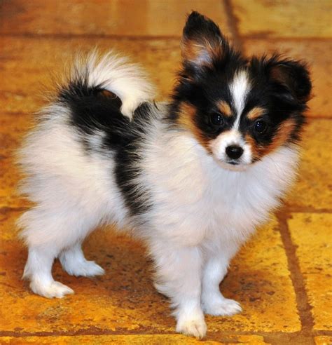 Training Papillon Puppies Introducing A New Puppy Or Dog To Your Household