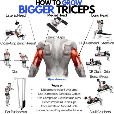 The 5 Best Triceps Workouts For Bigger And Stronger Arms Gymguider