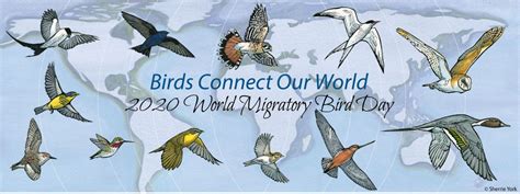World Migratory Bird Day Annapolis Md