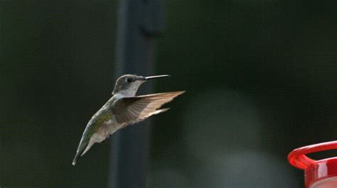 Hummingbird Hovering In Slow Motion  On Imgur