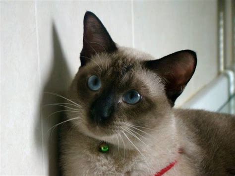 Pet adoption service in spanaway, washington. Siamese Cat for Adoption FOR SALE ADOPTION in Singapore ...