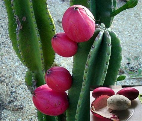 Great savings free delivery / collection on many items. Cereus Repandus ~ Peruvian Apple Pitaya Club Cactus ~ Pink ...