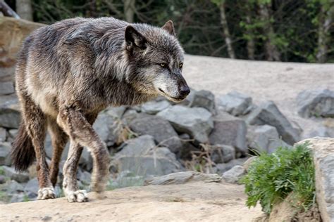 Timberwolf Foto And Bild Natur Wolf Zoo Bilder Auf Fotocommunity