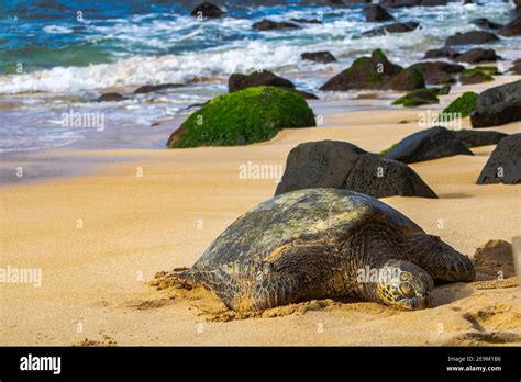 Bealtiful Turtles In Hawaii Laniakea North Shore Oahu Hawaii Hi Stock